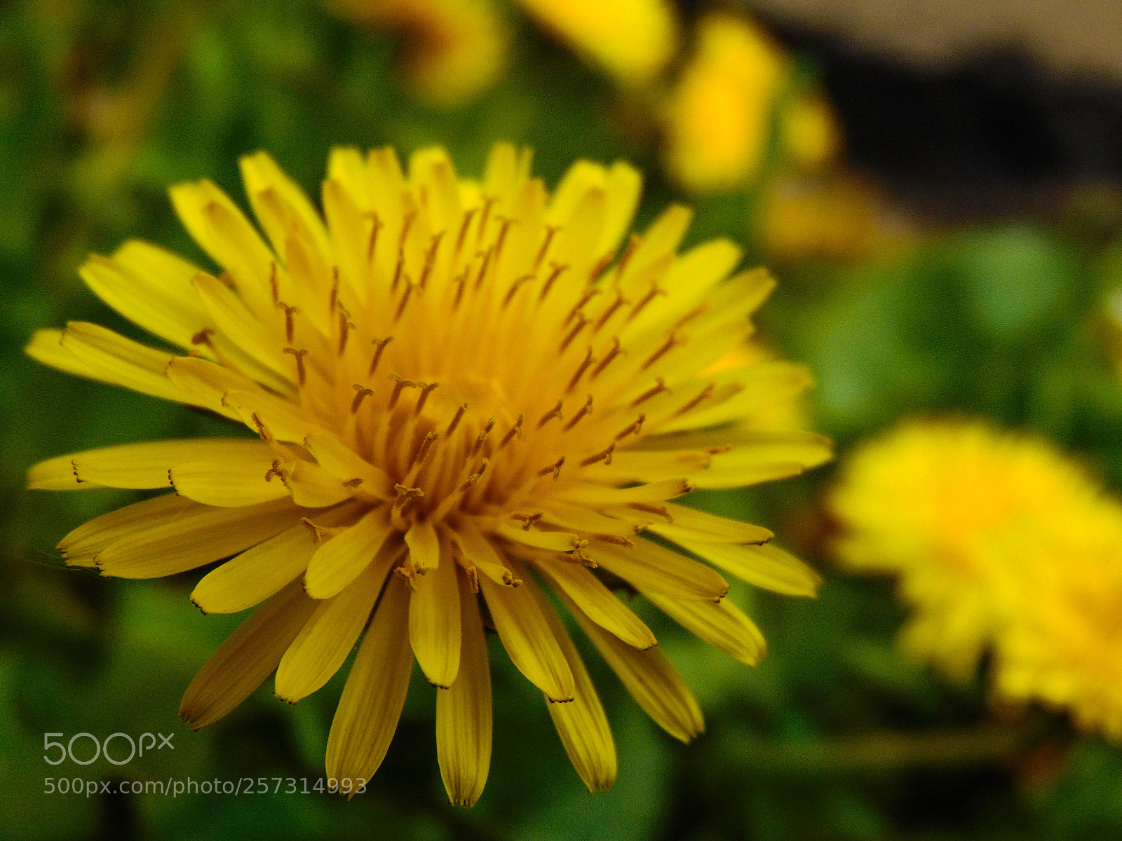 Sony Cyber-shot DSC-H300 sample photo. Wonders of spring photography