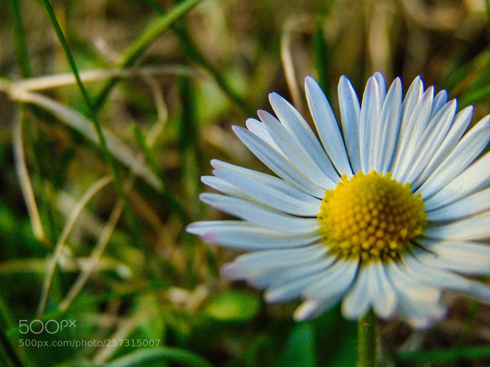 Sony Cyber-shot DSC-H300 sample photo. Wonders of spring photography