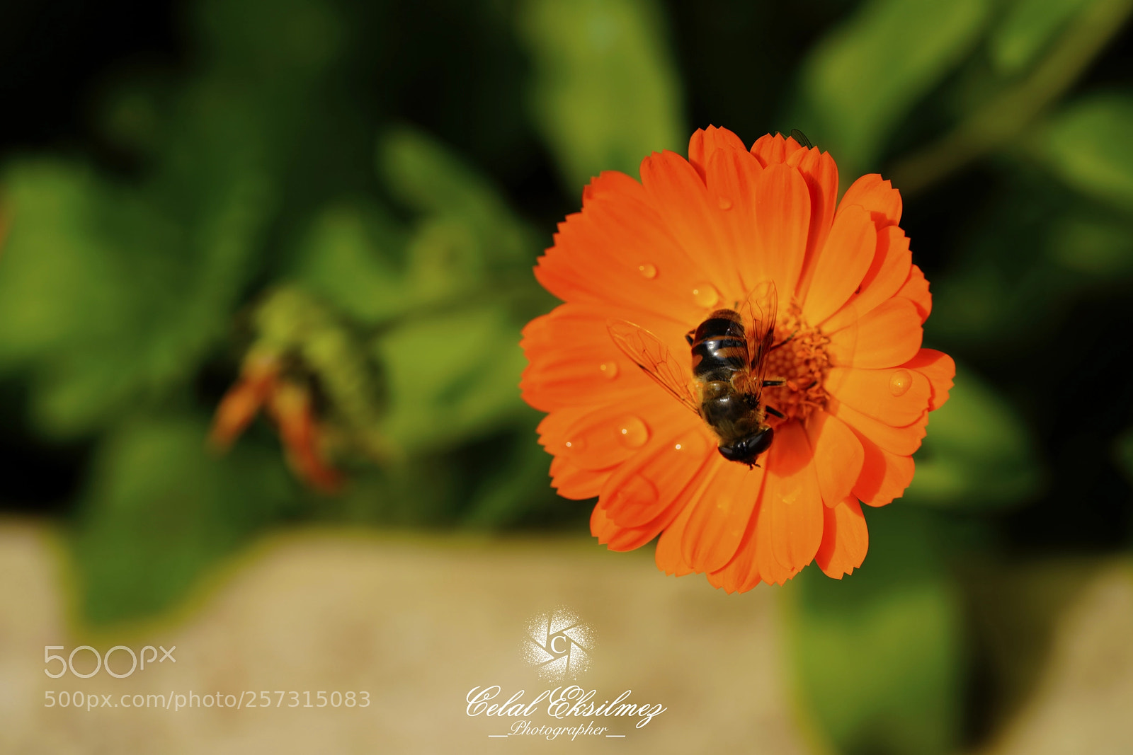 Sony a7R III sample photo. Macro photography