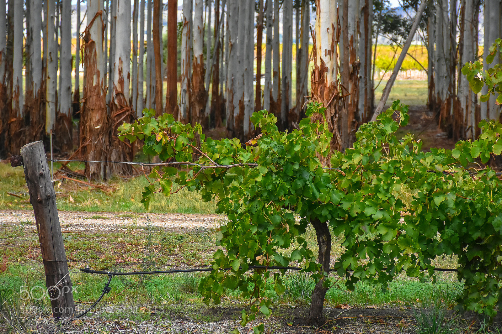 Nikon D7200 sample photo. Untitled photography