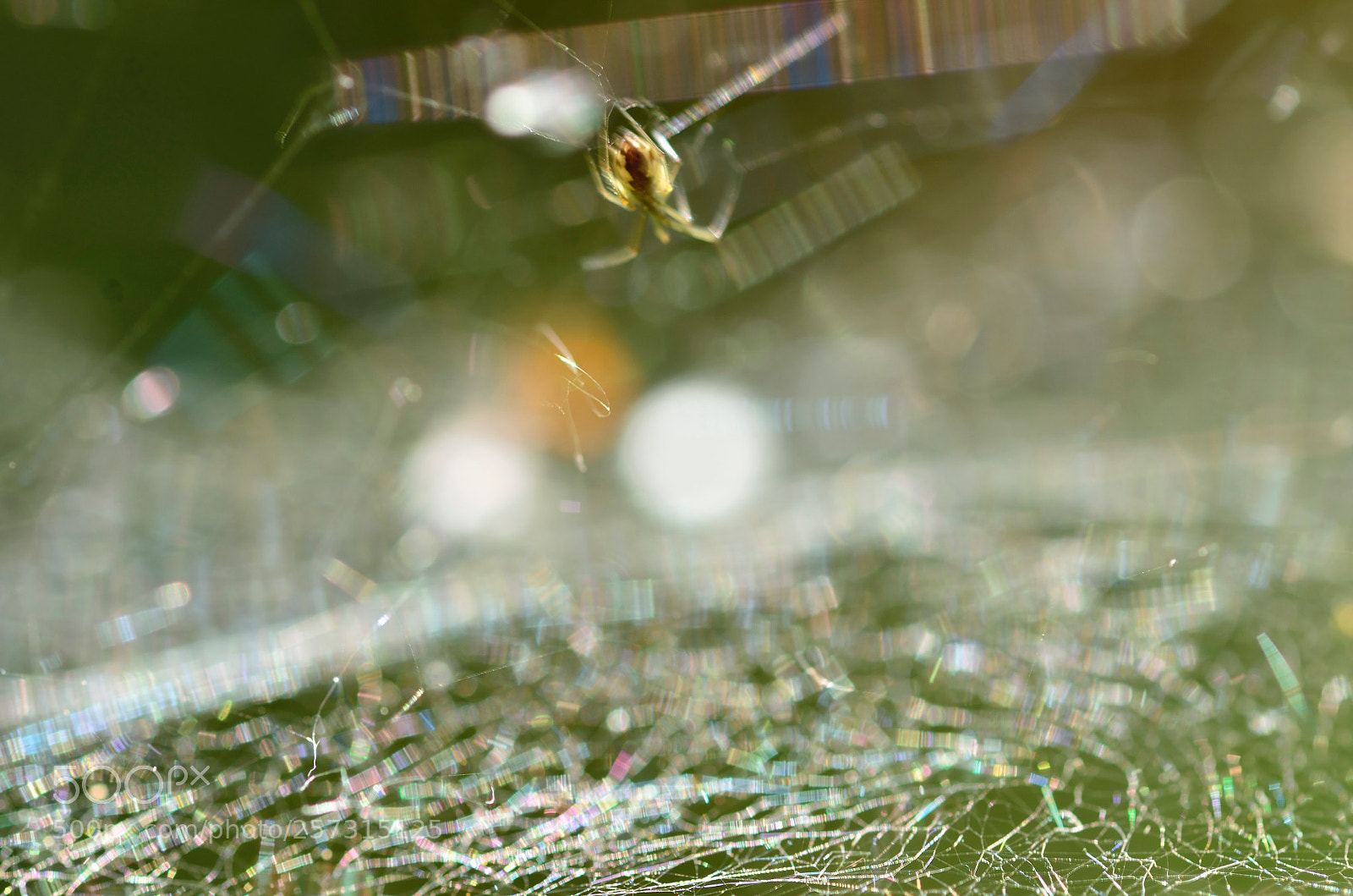 Nikon D7000 sample photo. Untitled photography