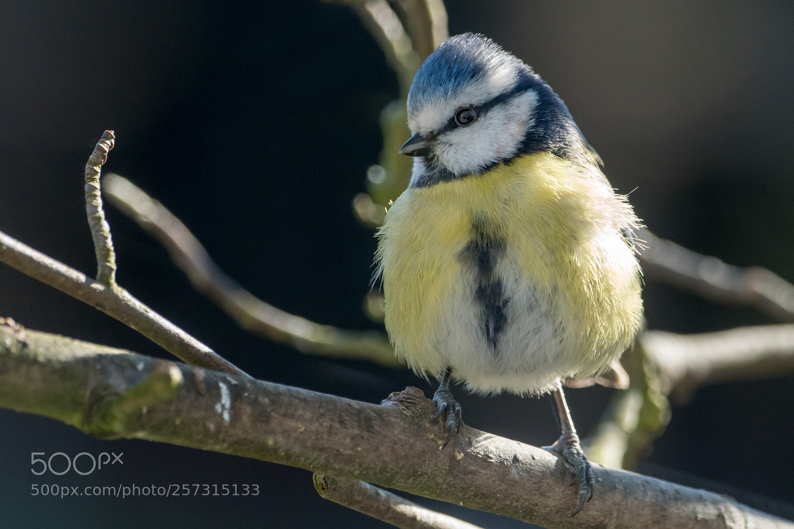 Sony ILCA-77M2 sample photo. Blaumeise photography