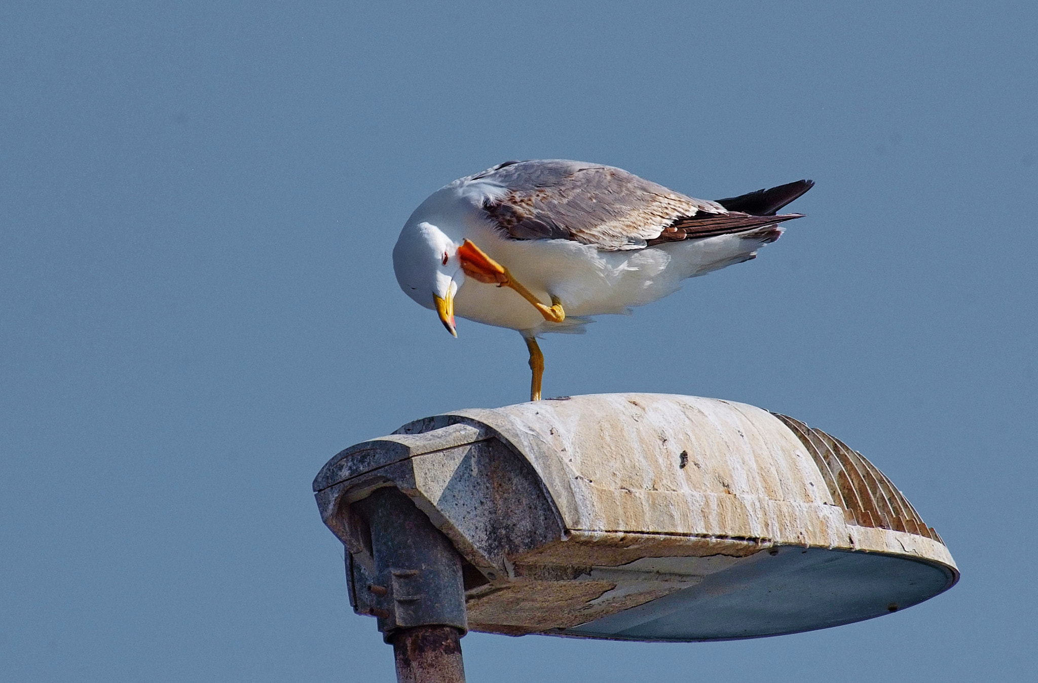 Fujifilm FinePix S5 Pro sample photo. Seagull photography