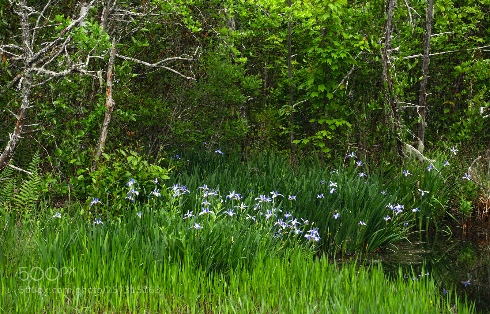 Sony a7R III sample photo. Wild iris in glen photography