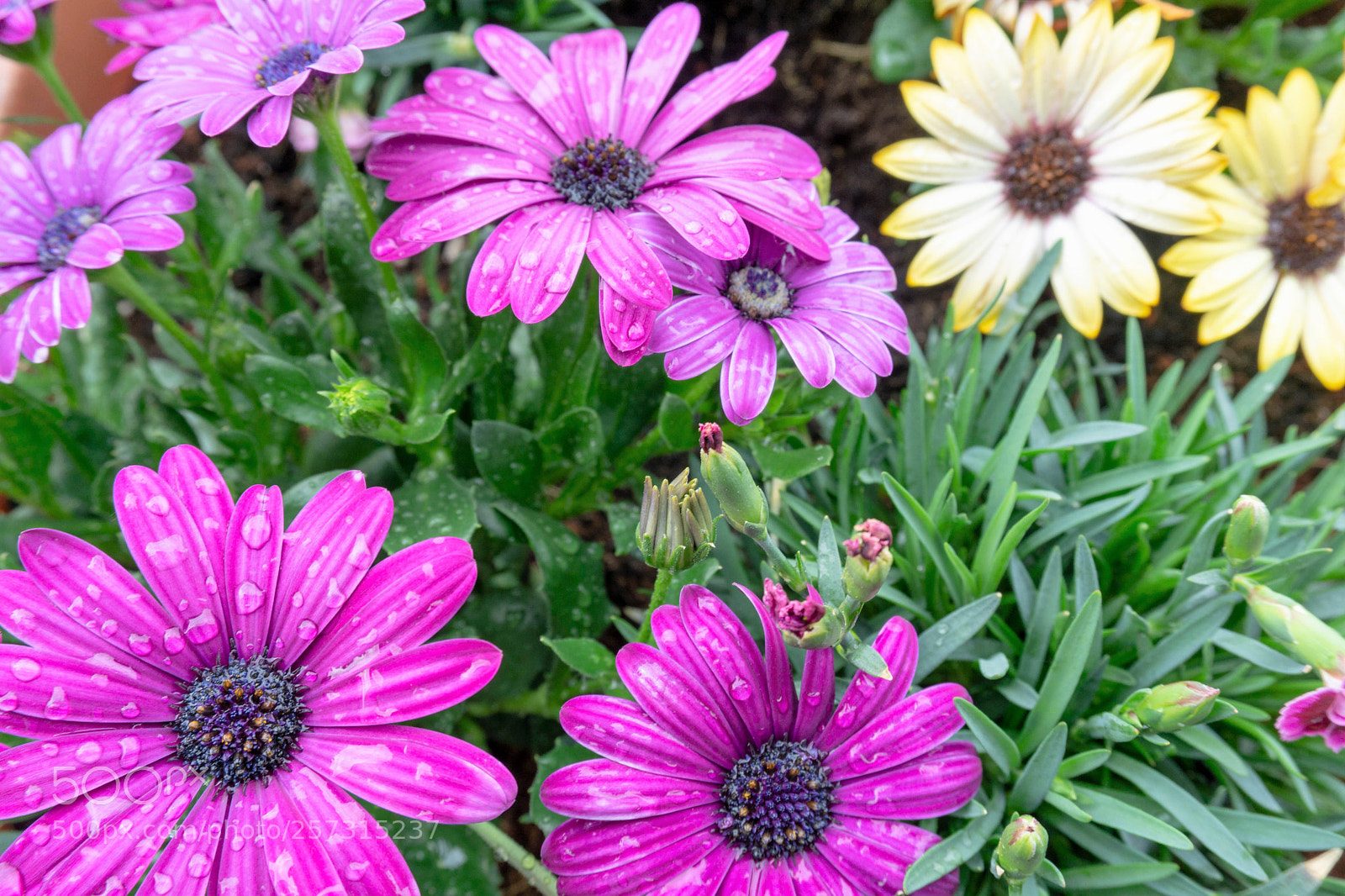 Sony a6000 sample photo. Dsc photography