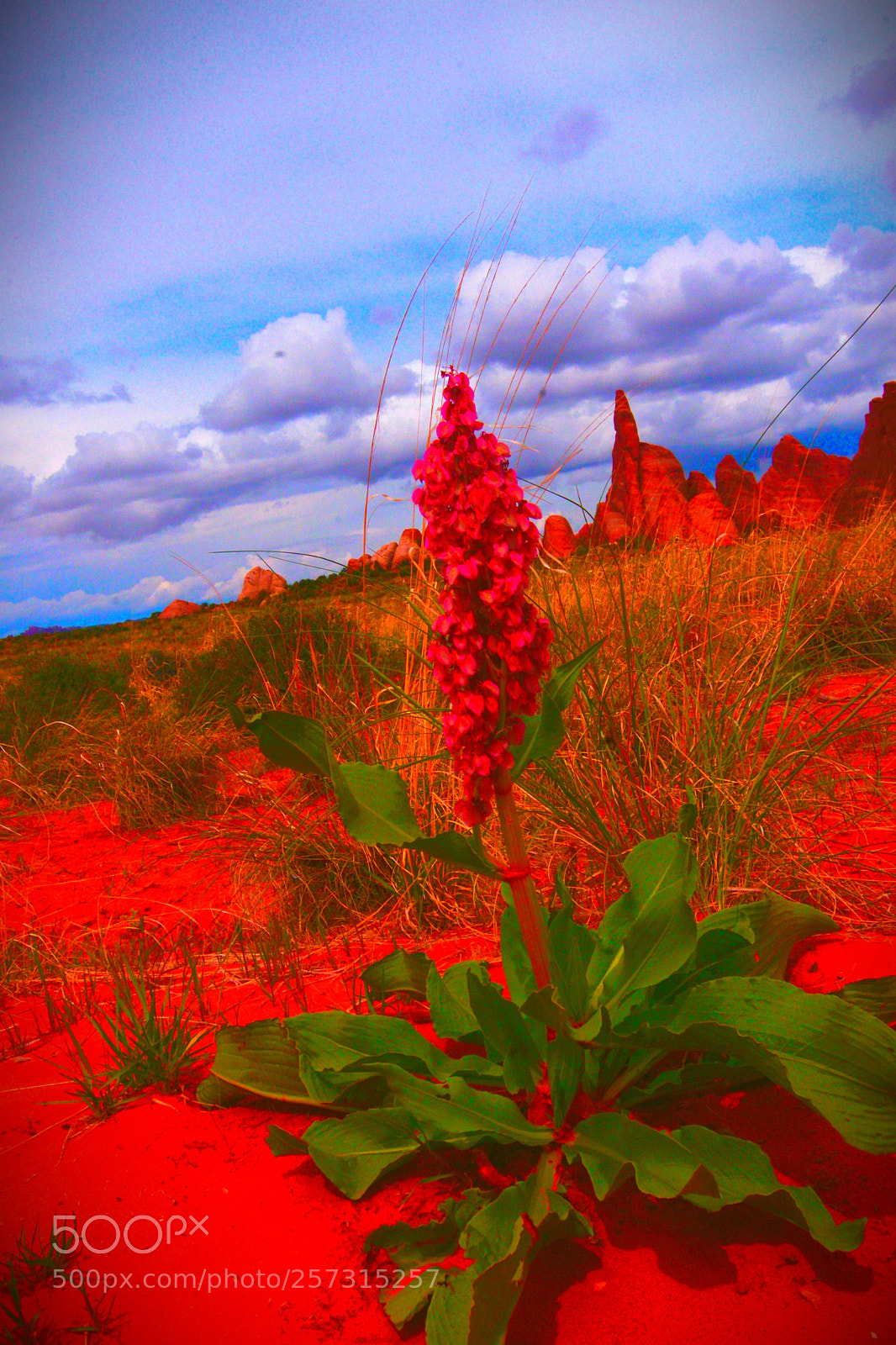 Nikon D610 sample photo. Desert flower 2 photography