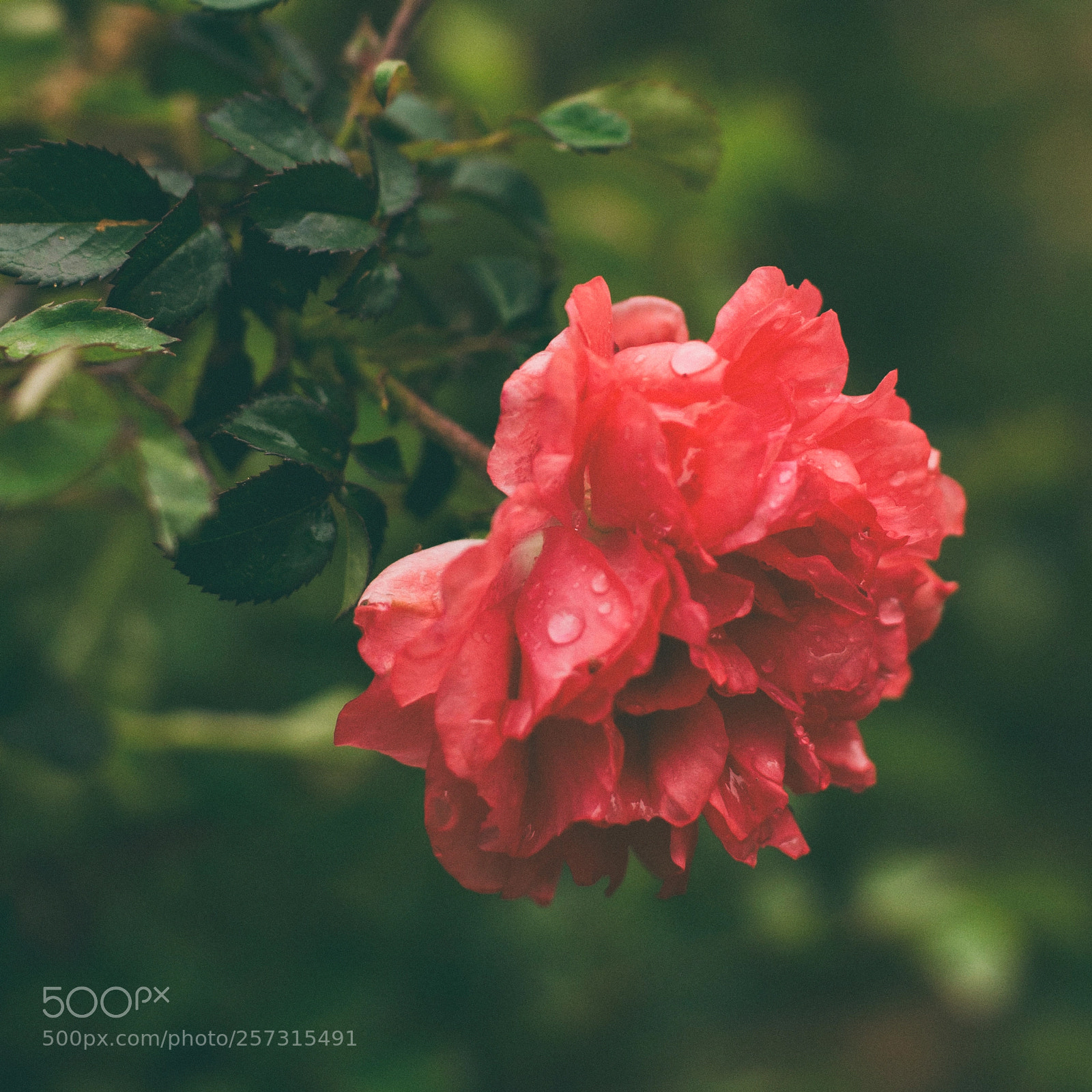 Nikon D5100 sample photo. Wet rose photography