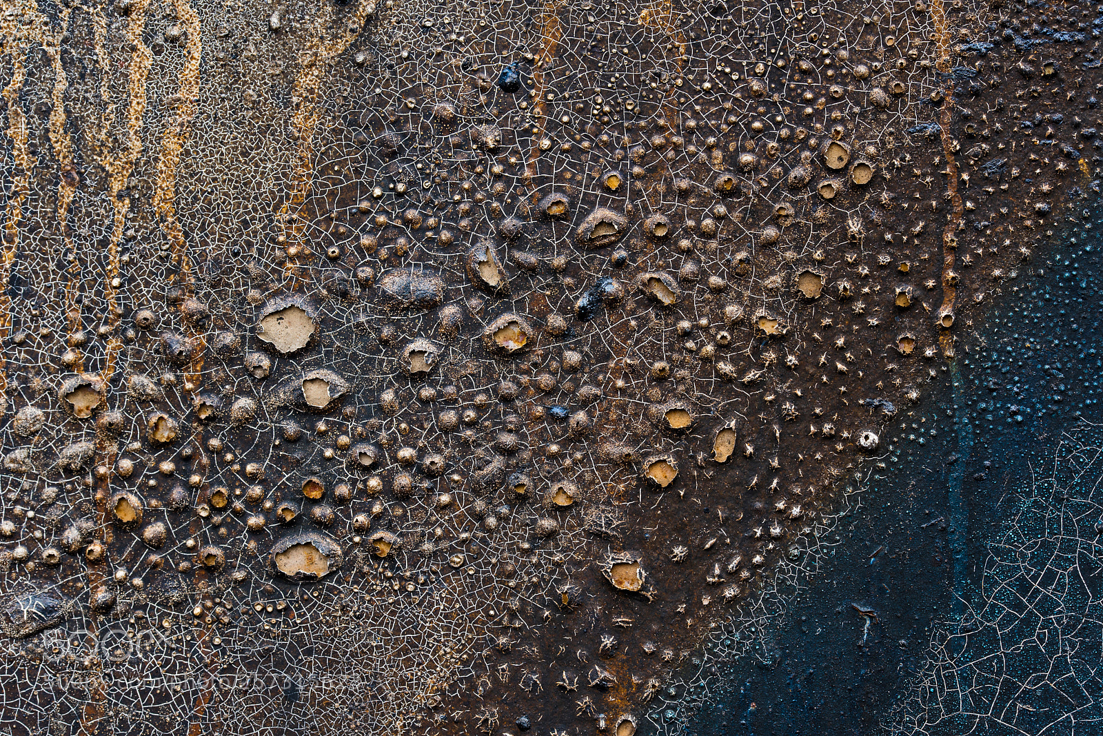 Nikon D750 sample photo. A taste of caramel... photography