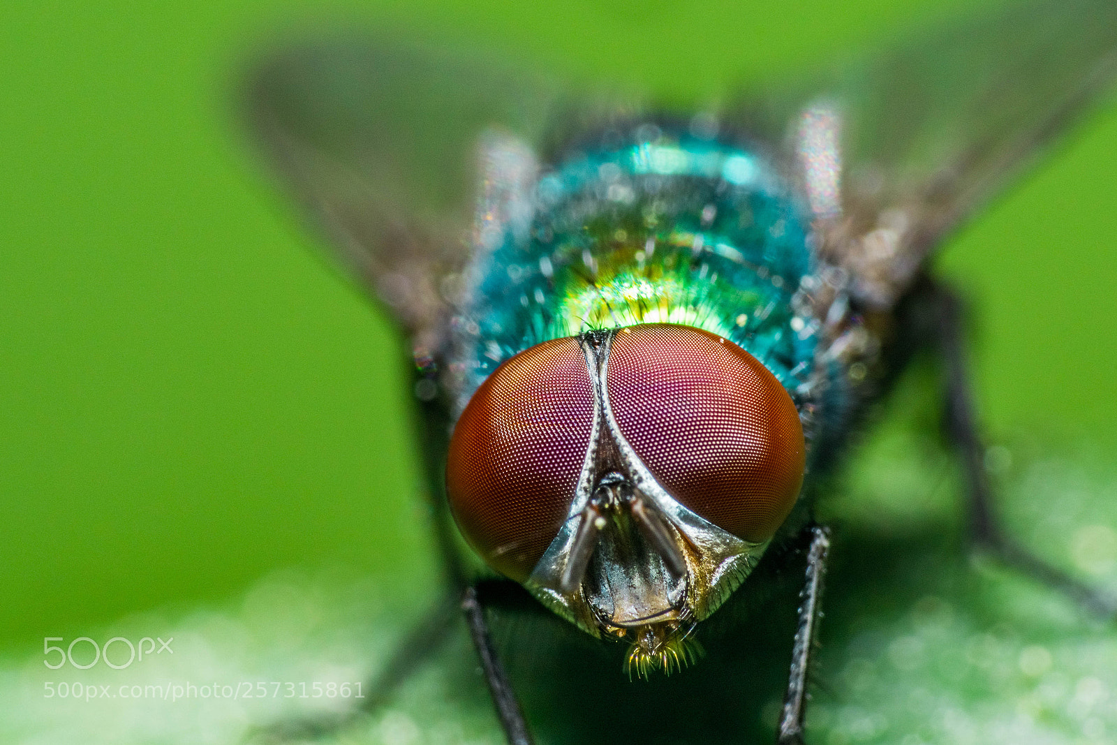 Sony a6000 sample photo. Compound eyes photography