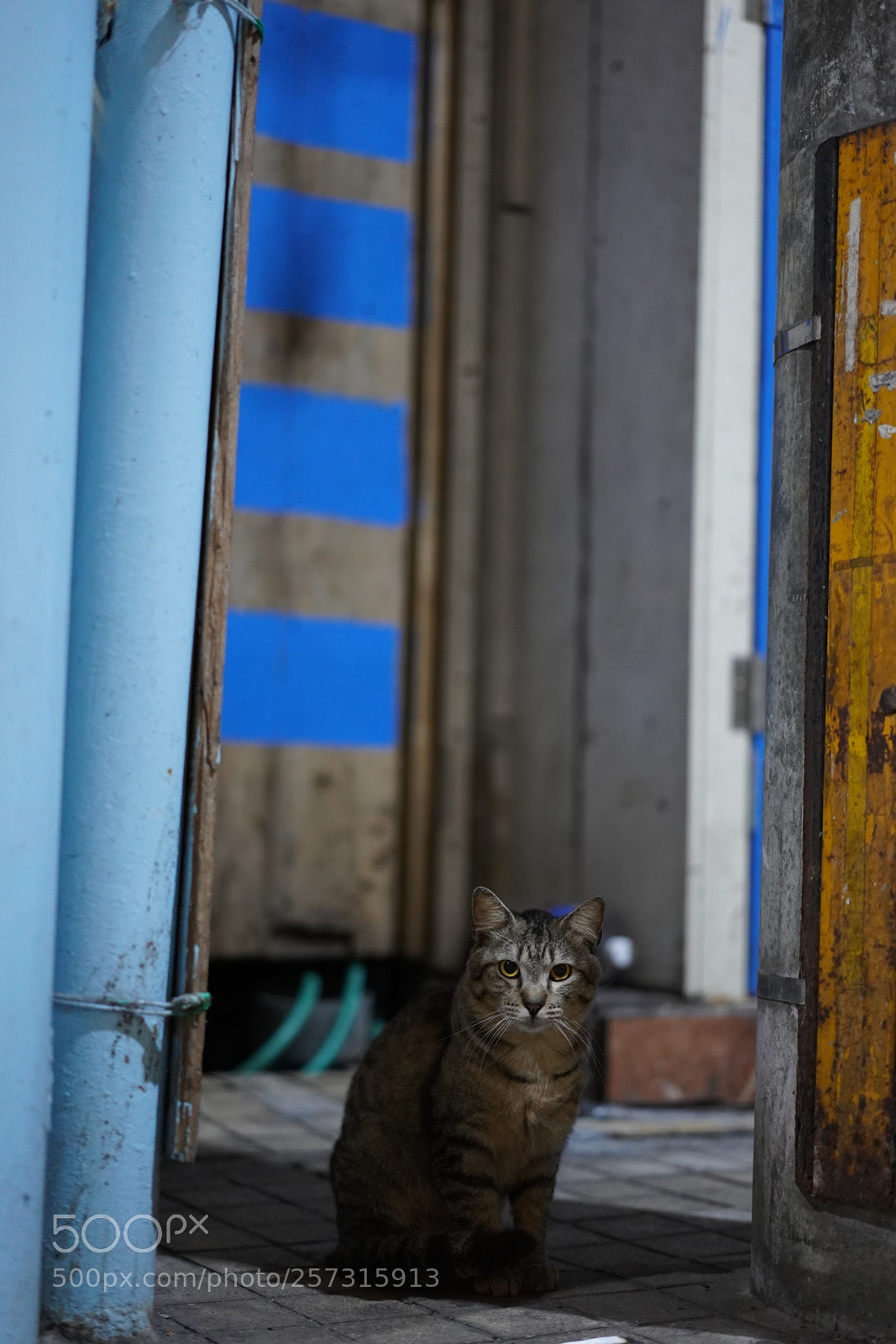 Sony a7 III sample photo. A street cat 2 photography