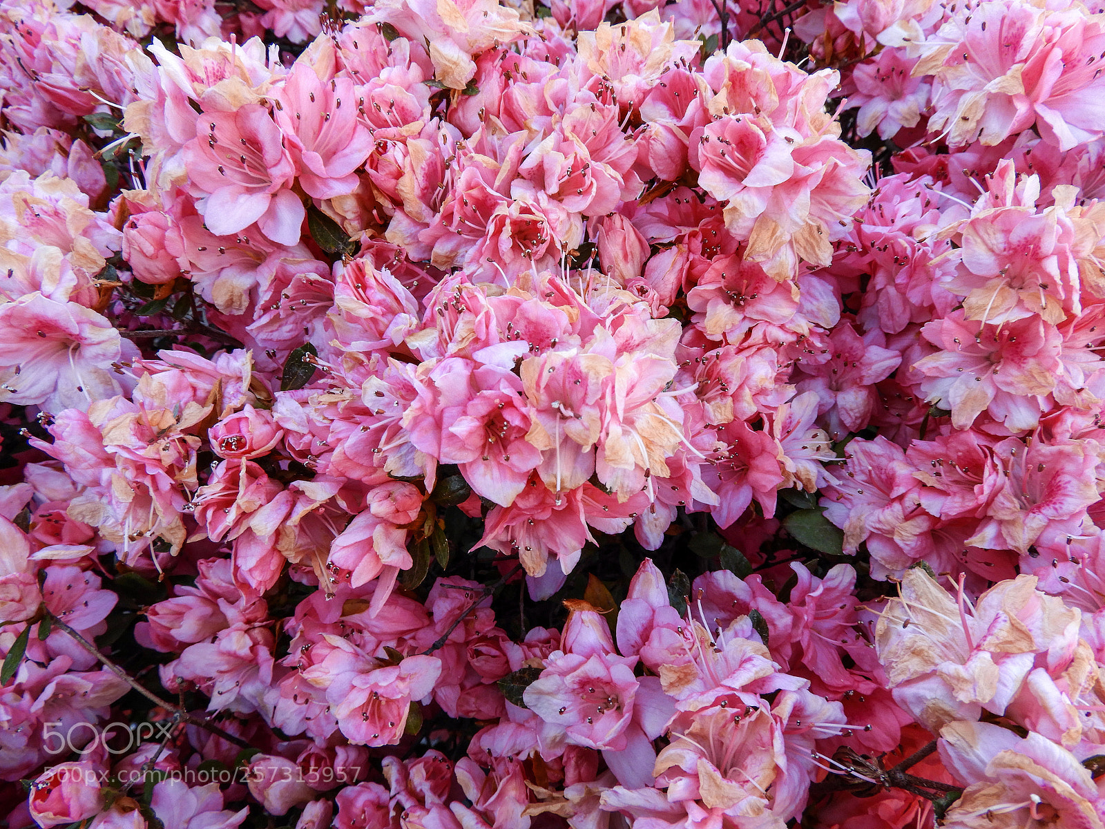 Nikon Coolpix B700 sample photo. Spring colors photography