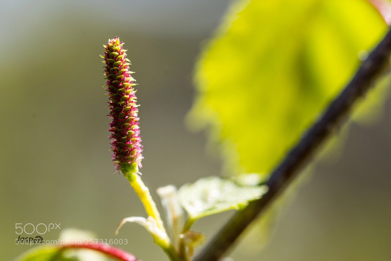 Nikon D7200 sample photo. Spring photography