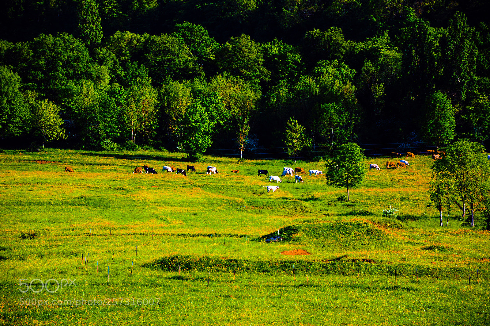 Nikon D90 sample photo. Bucolique photography