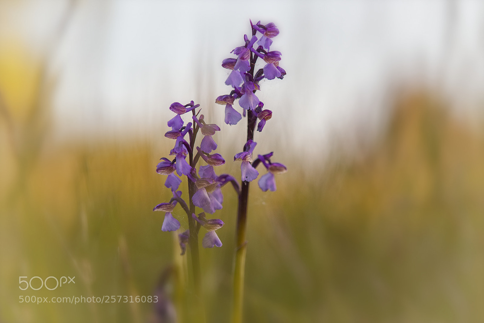 Canon EOS 6D sample photo. Kleines knabenkraut ii photography