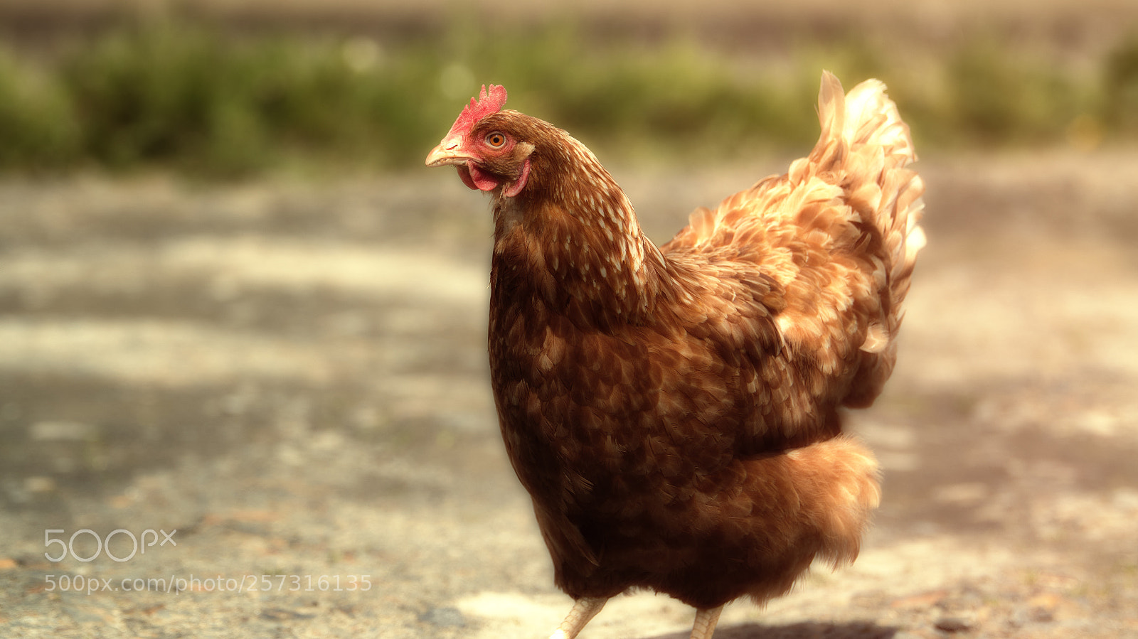 Nikon D500 sample photo. Proud chicken photography