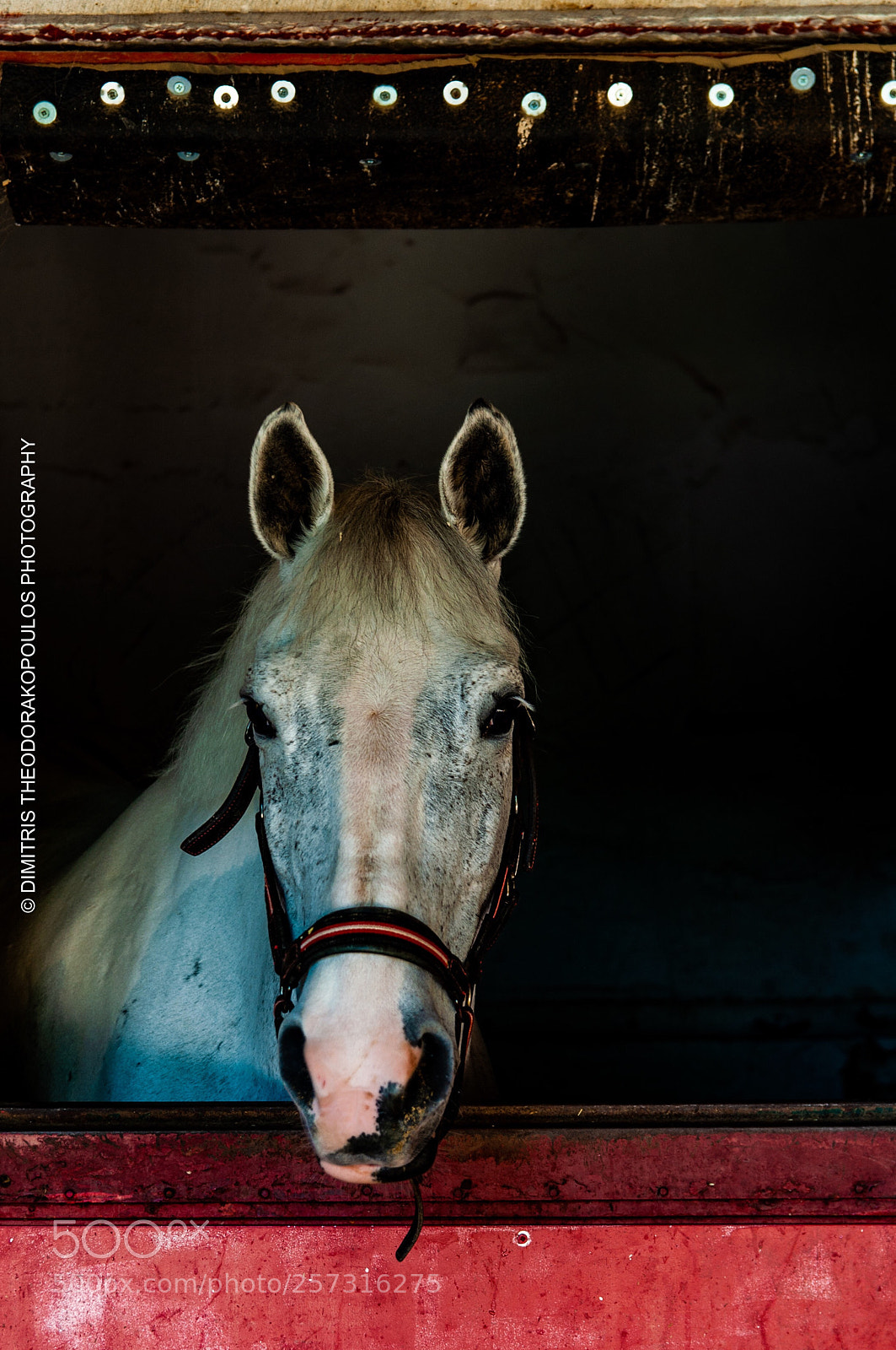 Nikon D5000 sample photo. Horse photography