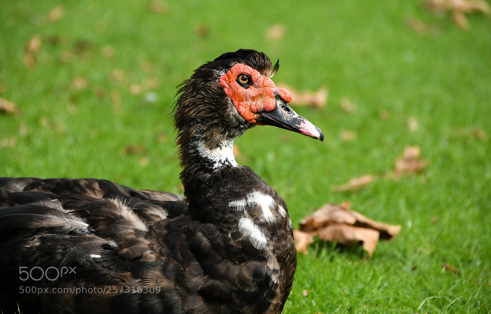 Nikon D500 sample photo. Some bird photography