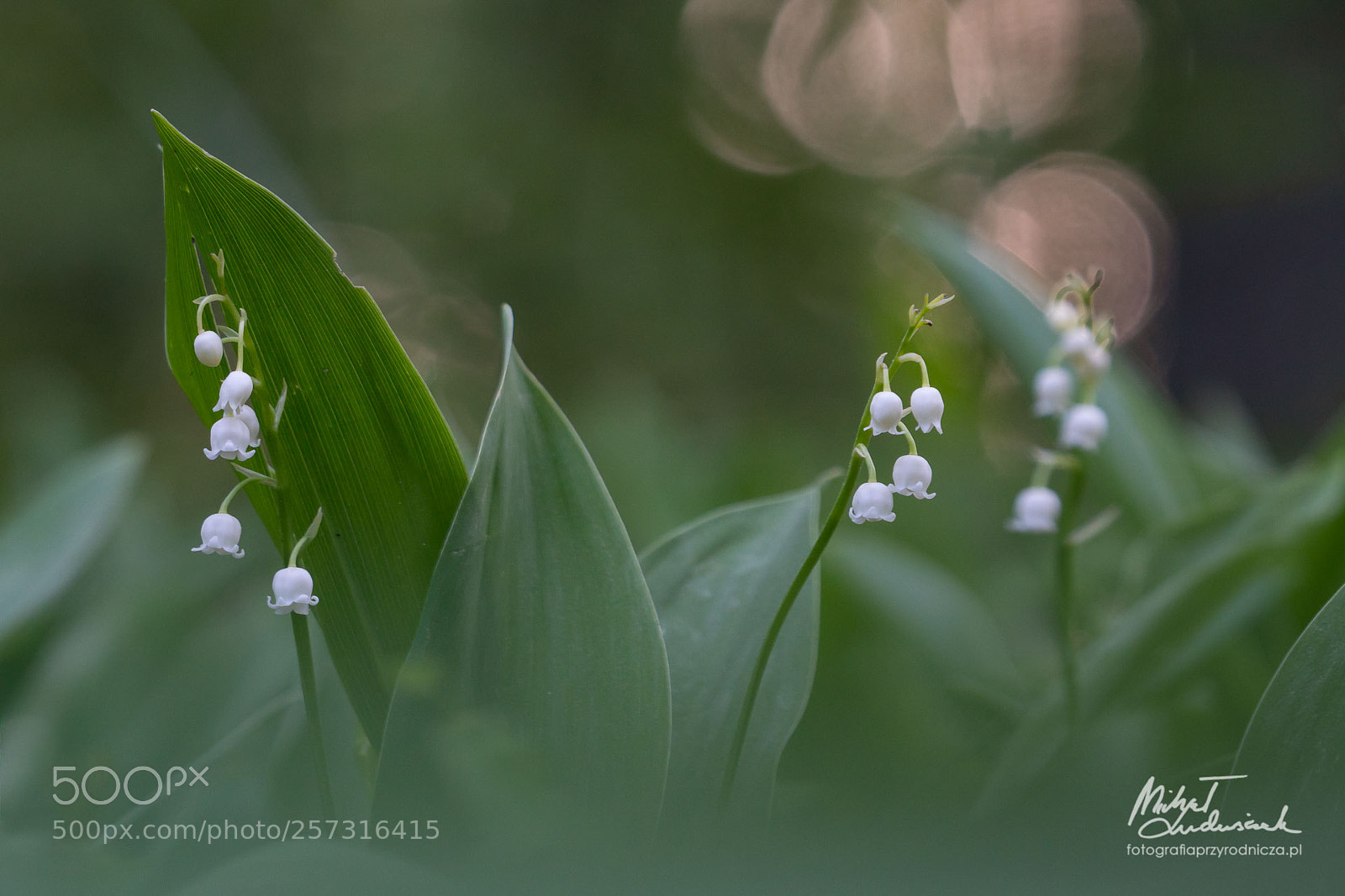 Sony a6500 sample photo. Lily of the valley photography