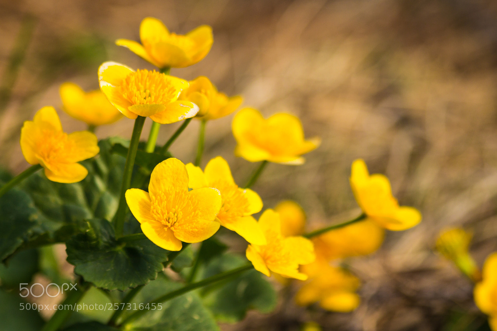 Canon EOS 60D sample photo. Spring flowers buttercups in photography