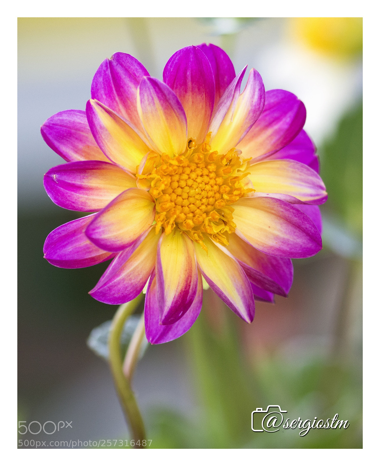 Nikon D7100 sample photo. From a sunny morning photography