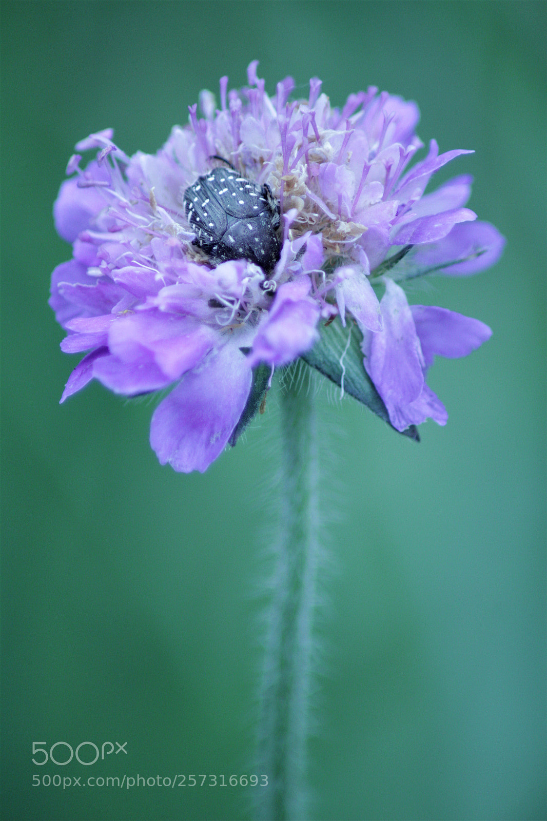 Canon EOS 1200D (EOS Rebel T5 / EOS Kiss X70 / EOS Hi) sample photo. Cétoine grise photography