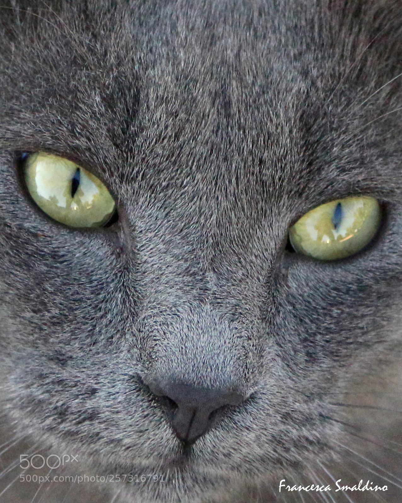 Canon EOS 100D (EOS Rebel SL1 / EOS Kiss X7) sample photo. Certosino photography