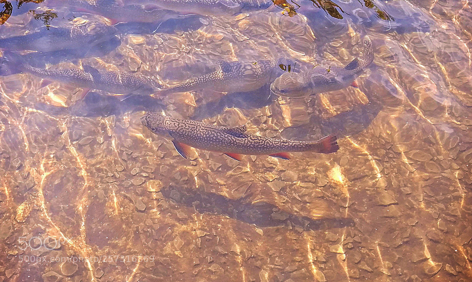 Samsung Galaxy S7 sample photo. Hover of brook trout photography