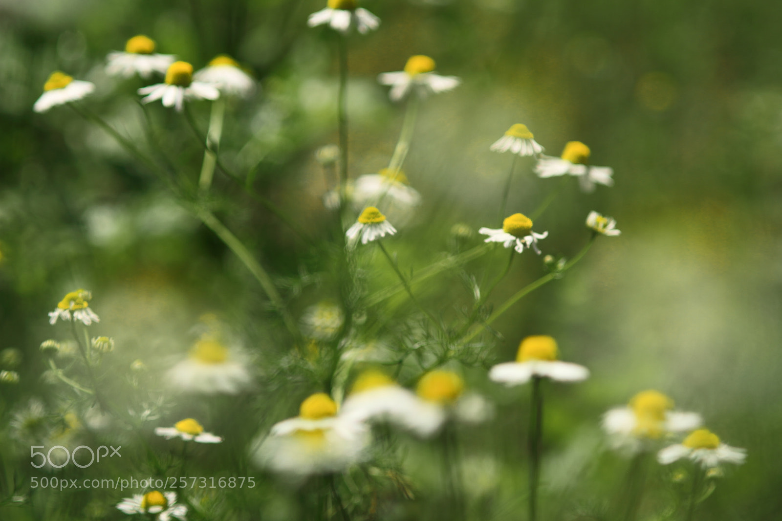 Canon EOS 7D + Canon EF 50mm F1.8 II sample photo. Wild plants photography