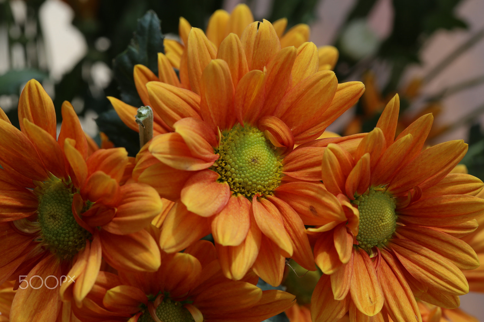 Canon EF 100mm F2.8 Macro USM sample photo. Color the day 3 photography