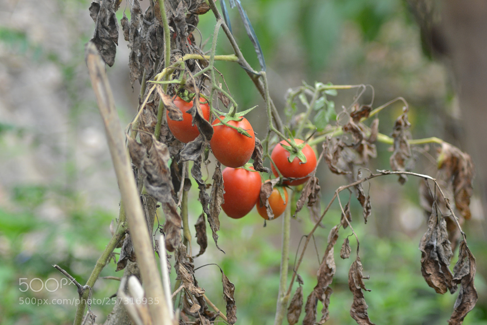 Nikon D3100 sample photo. Mahiii_bhat photography