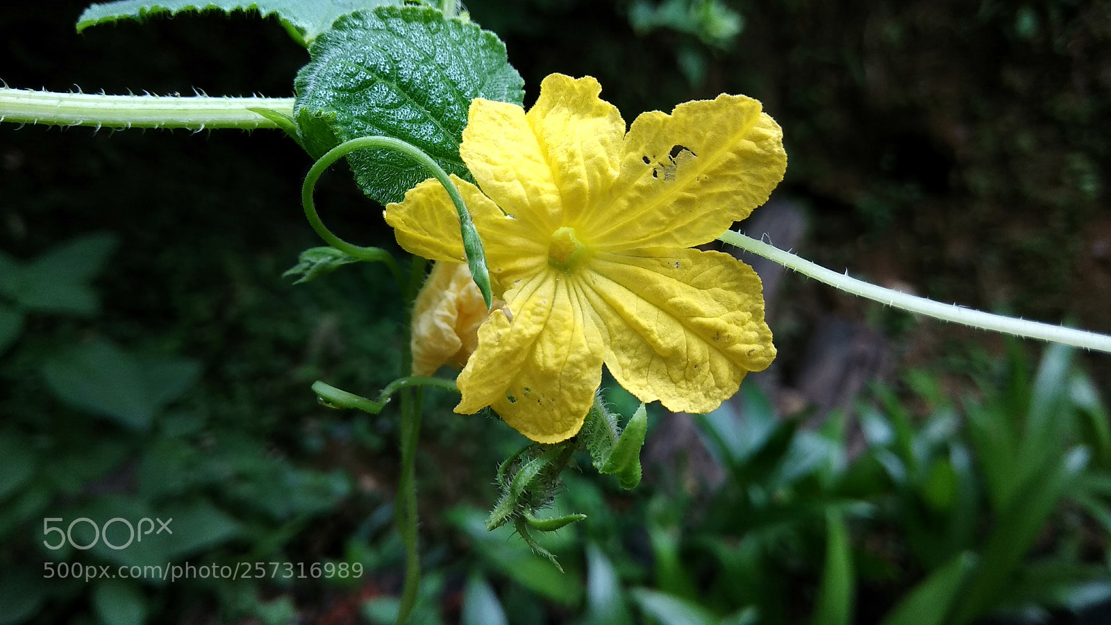 Xiaomi Redmi Note 4 sample photo. Mahiii_bhat photography