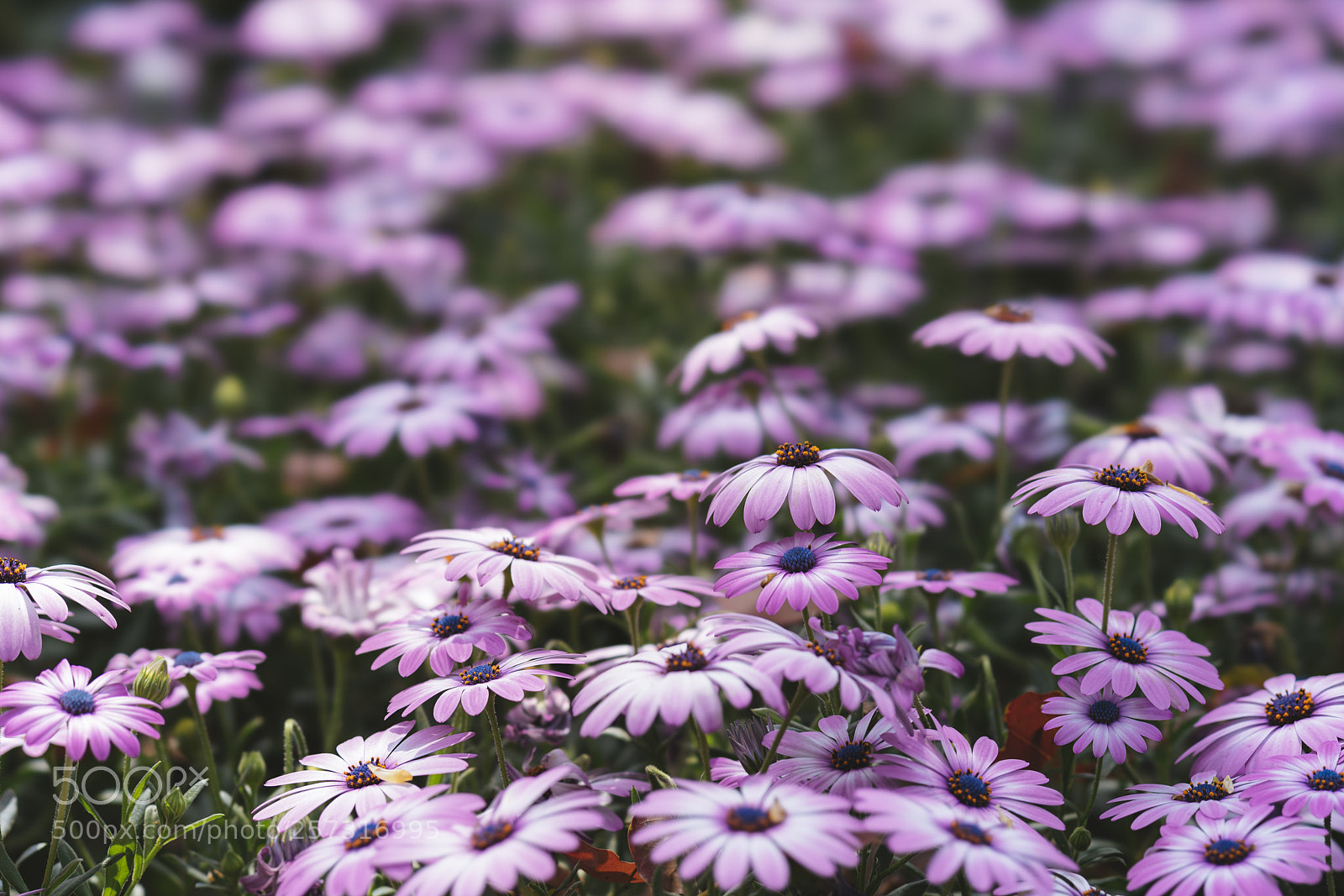 Sony a7R III sample photo. 20180401-123542_09943 photography