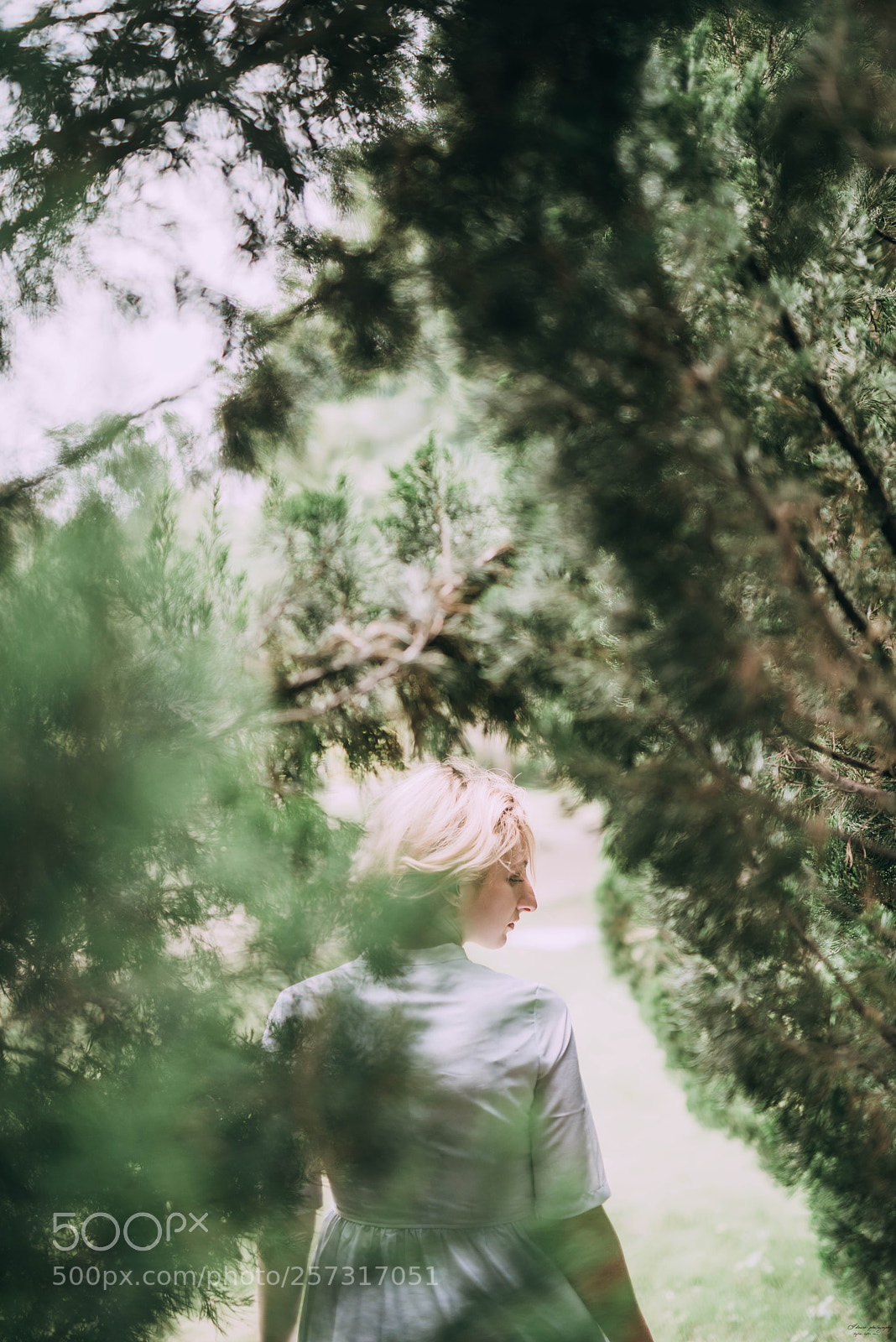 Nikon D810 sample photo. Forest. photography