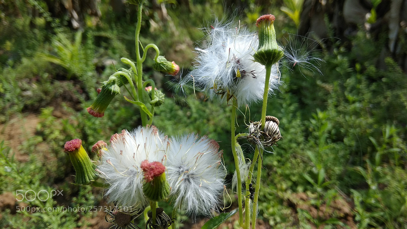Xiaomi Redmi Note 4 sample photo. Mahiii_bhat photography