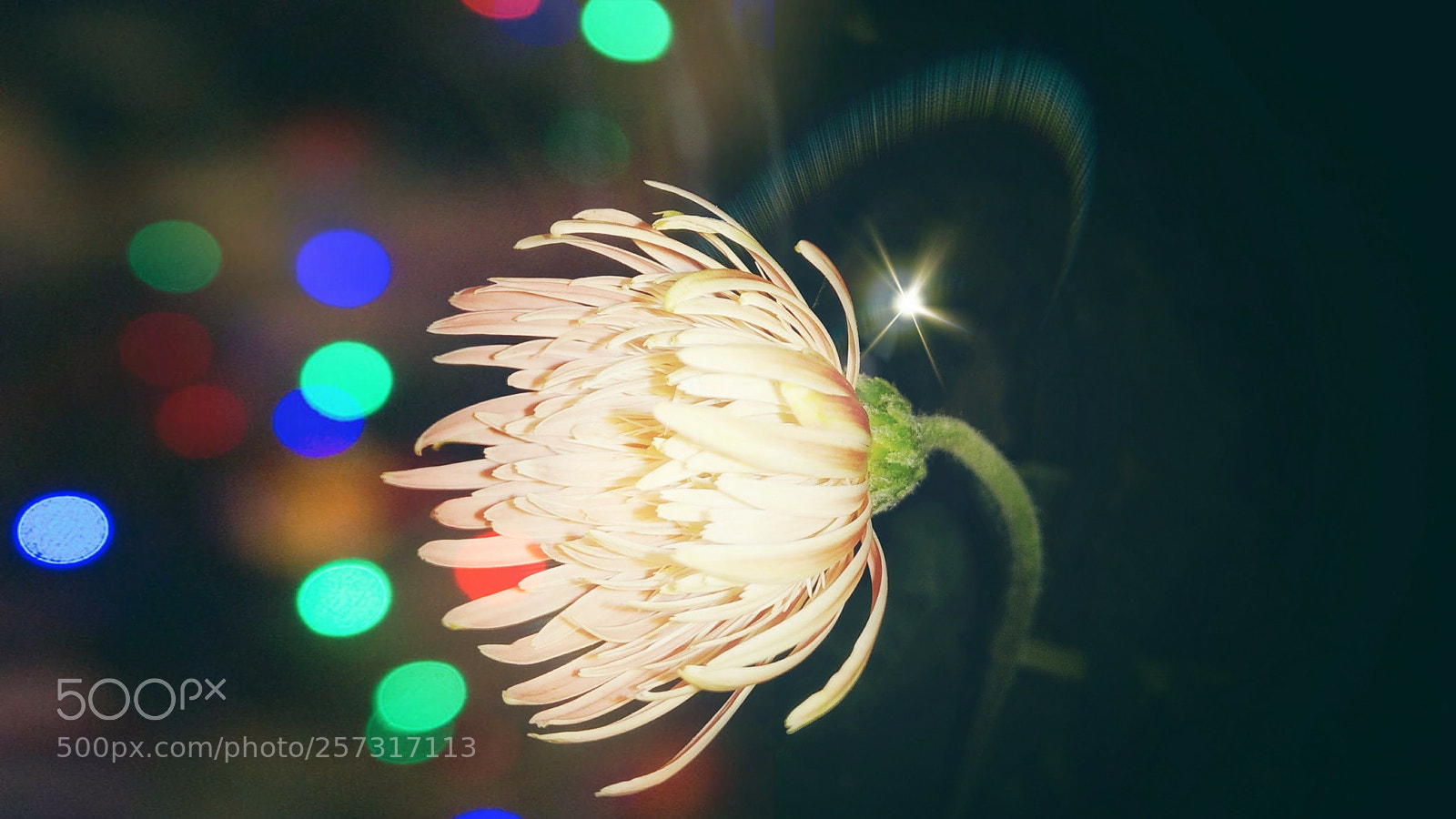Xiaomi Redmi Note 4 sample photo. Mahiii_bhat photography