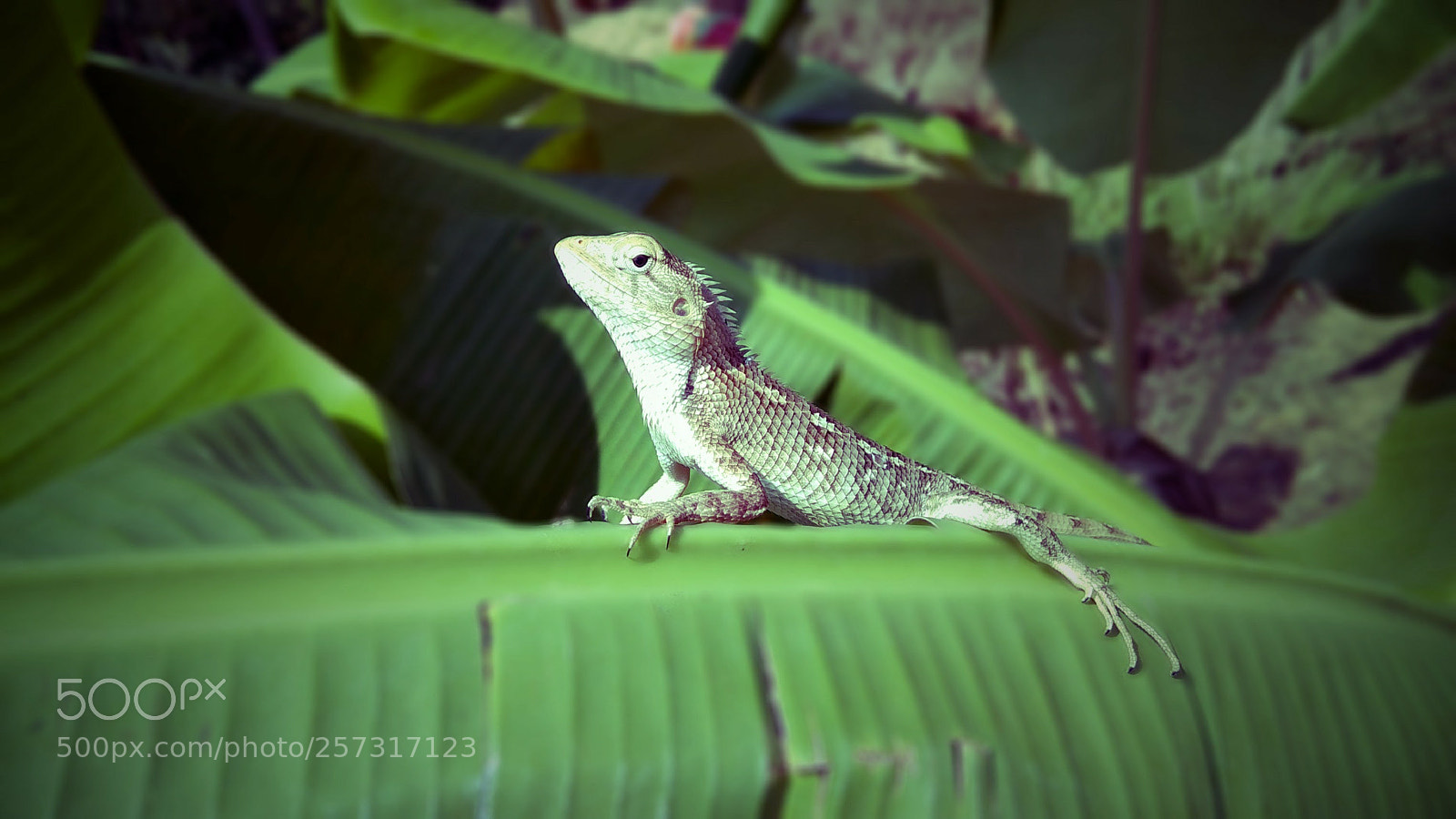 Xiaomi Redmi Note 4 sample photo. Mahiii_bhat photography