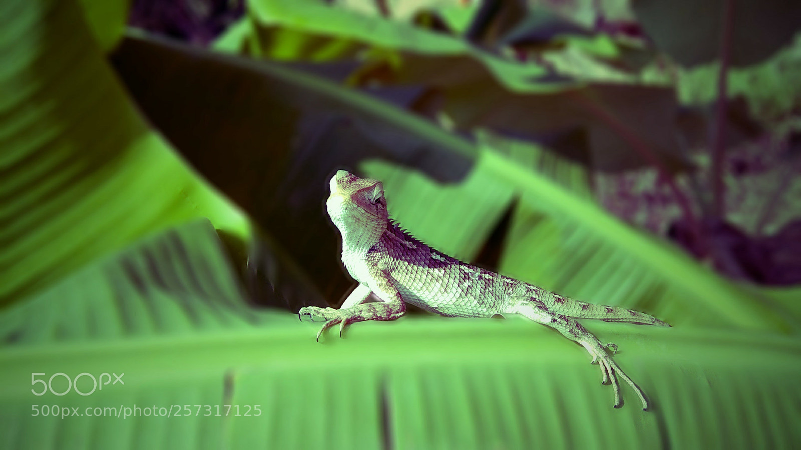 Xiaomi Redmi Note 4 sample photo. Mahiii_bhat photography