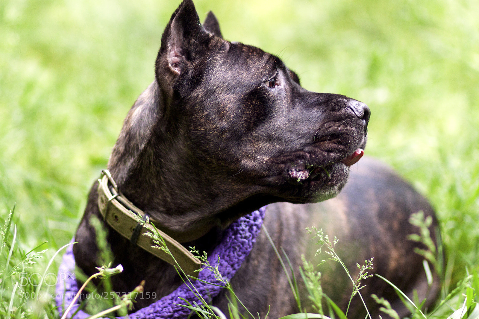 Canon EOS 500D (EOS Rebel T1i / EOS Kiss X3) sample photo. Cane corso italiano photography