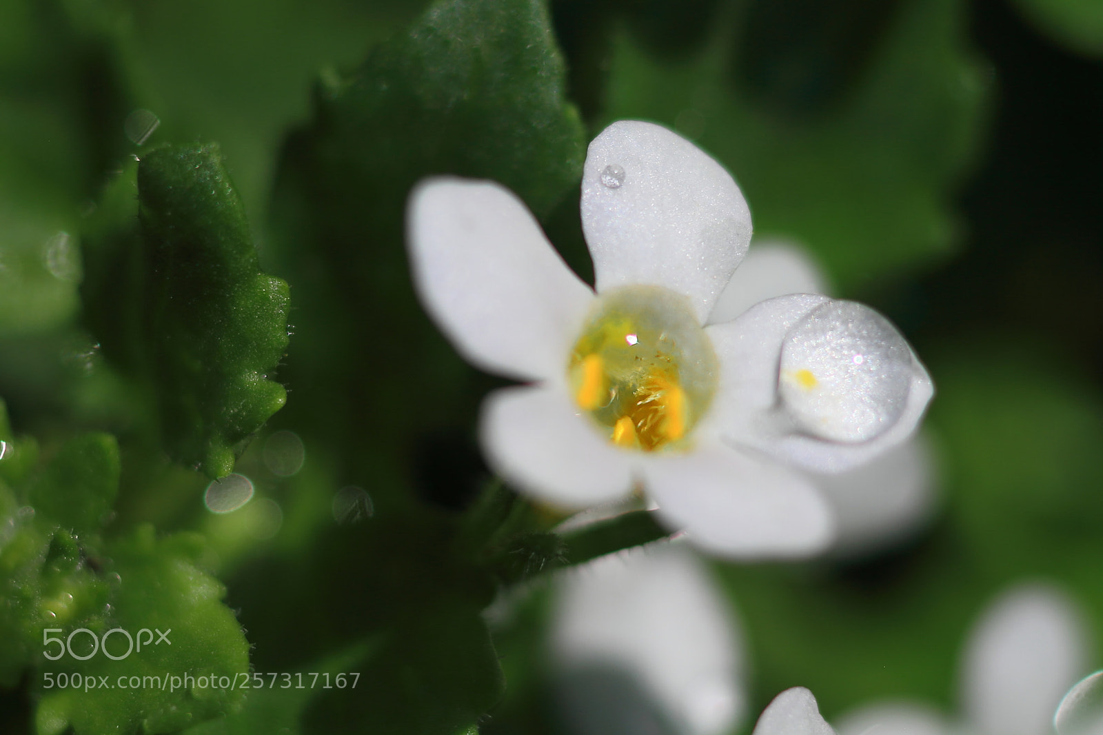 Canon EOS 7D + Canon EF 50mm F1.8 II sample photo. Wild plants photography
