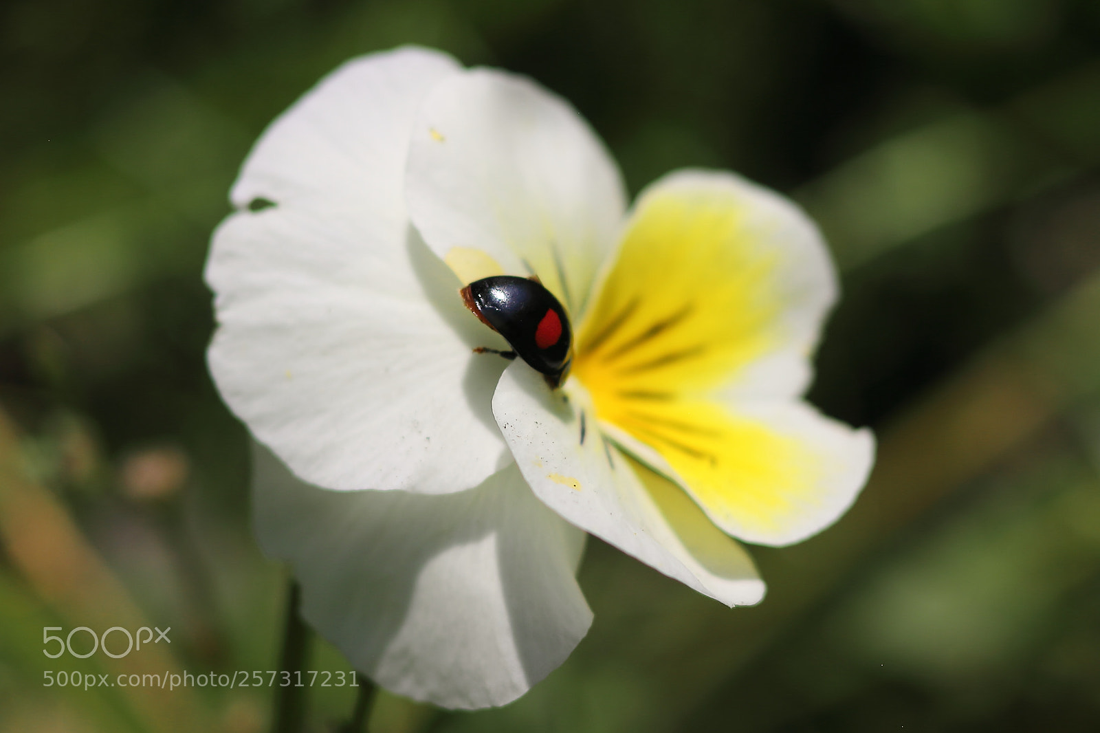 Canon EOS 7D + Canon EF 50mm F1.8 II sample photo. Ladybug photography