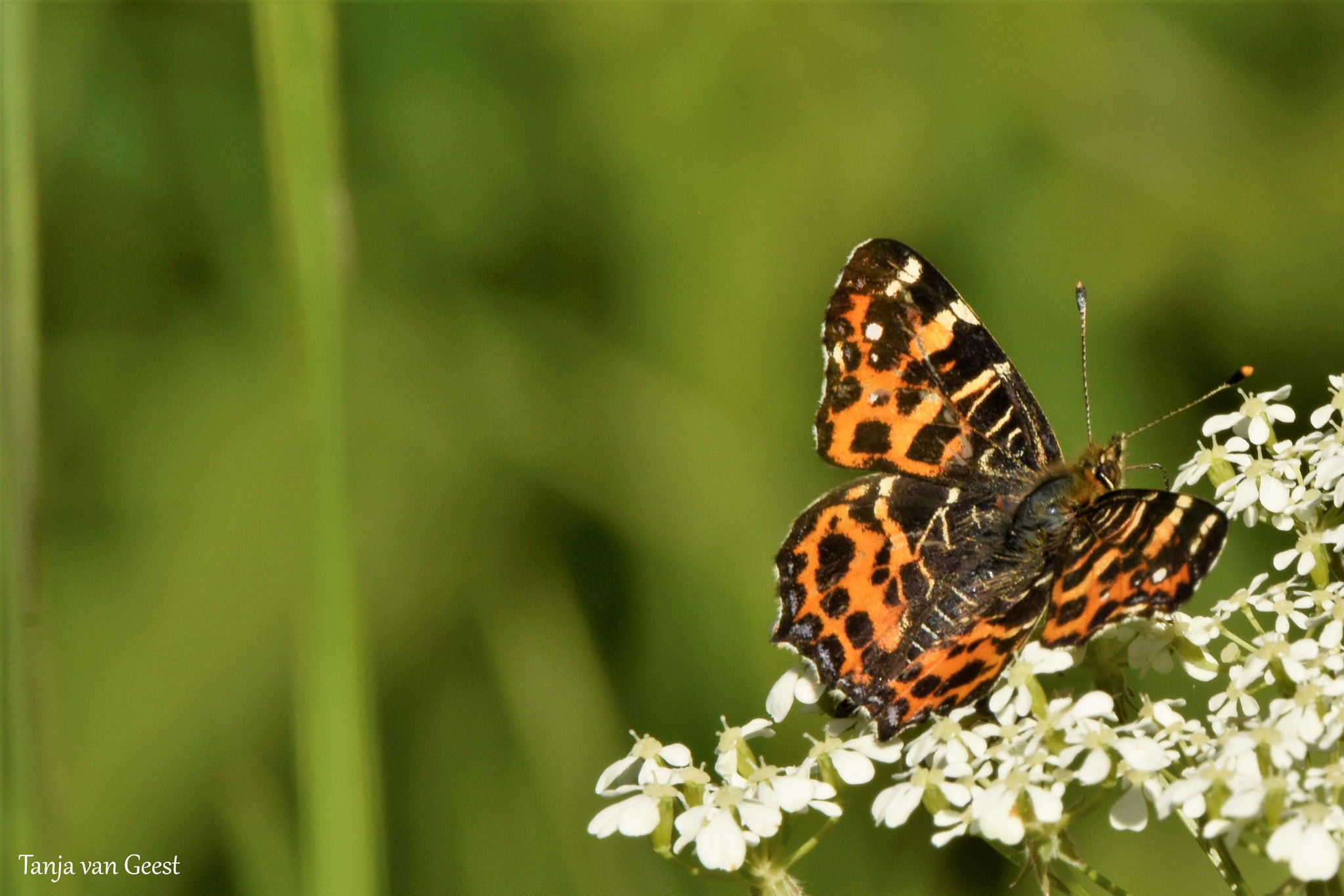 Nikon D5500 + Sigma 150-600mm F5-6.3 DG OS HSM | C sample photo. The map photography