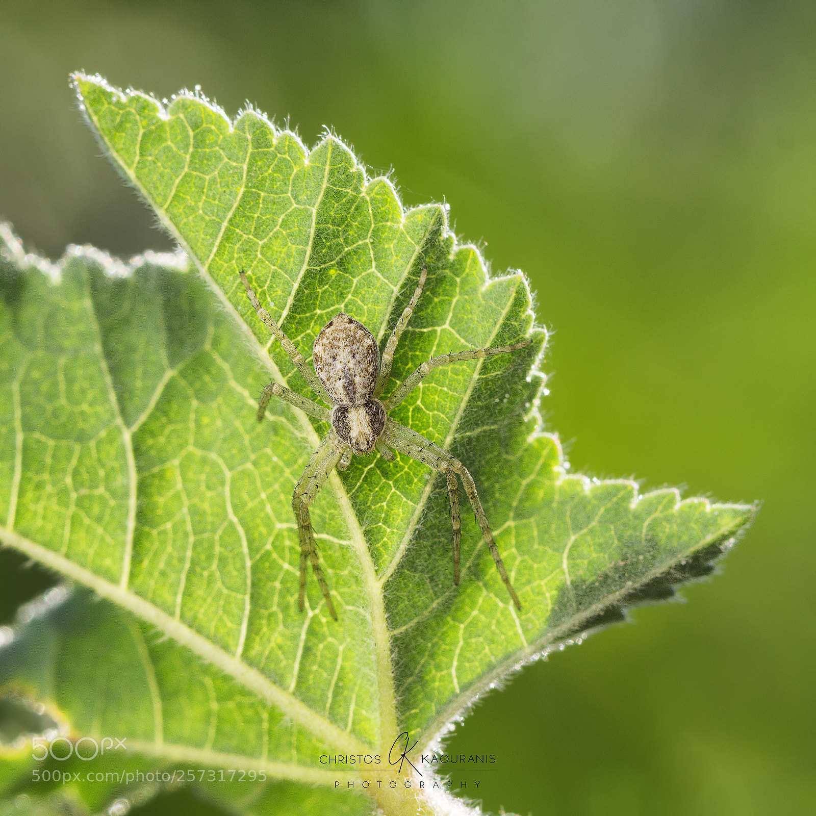 Canon EOS 600D (Rebel EOS T3i / EOS Kiss X5) sample photo. Deadly ambush! photography