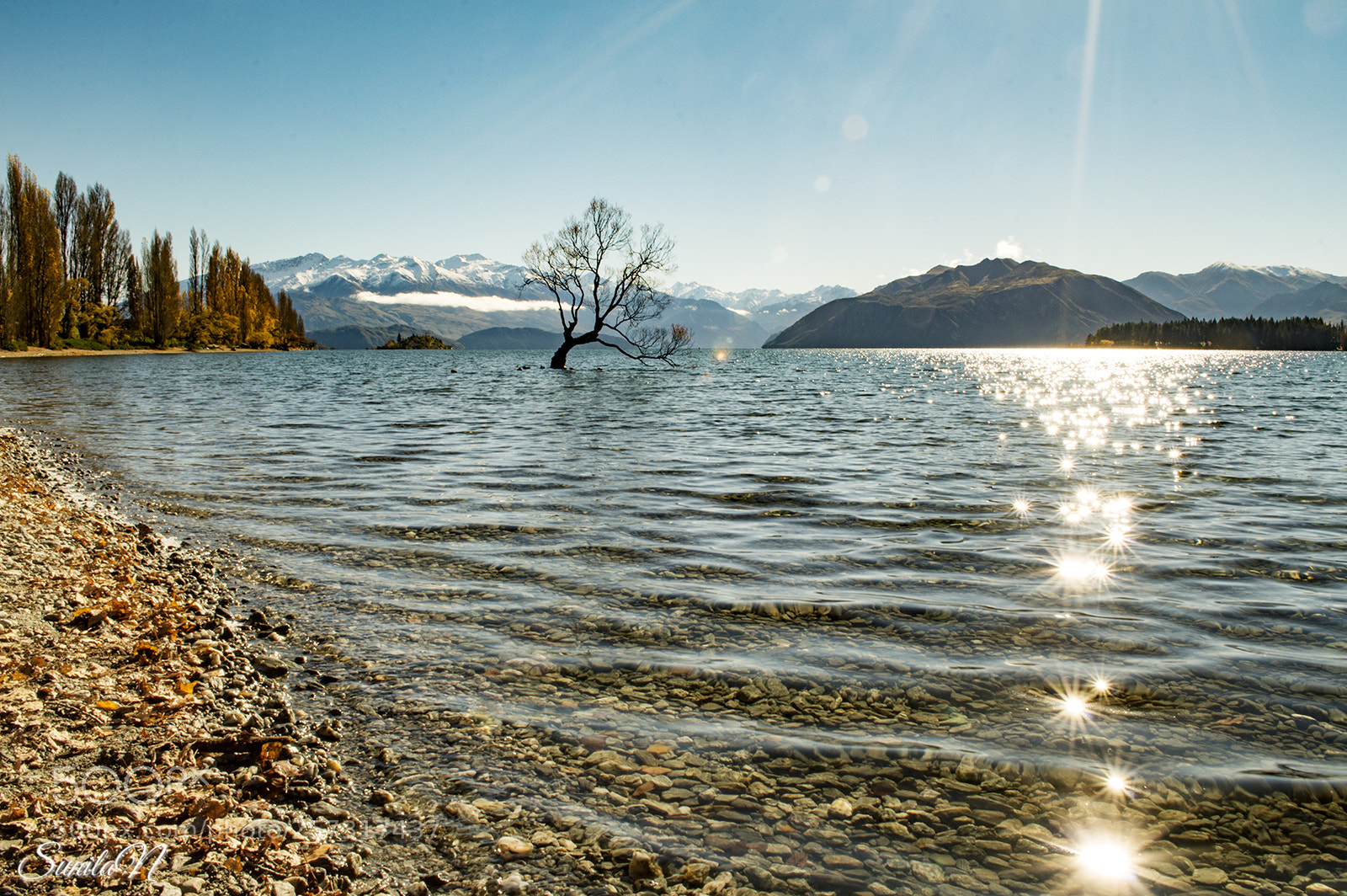 Nikon D3200 sample photo. That wanaka tree! photography