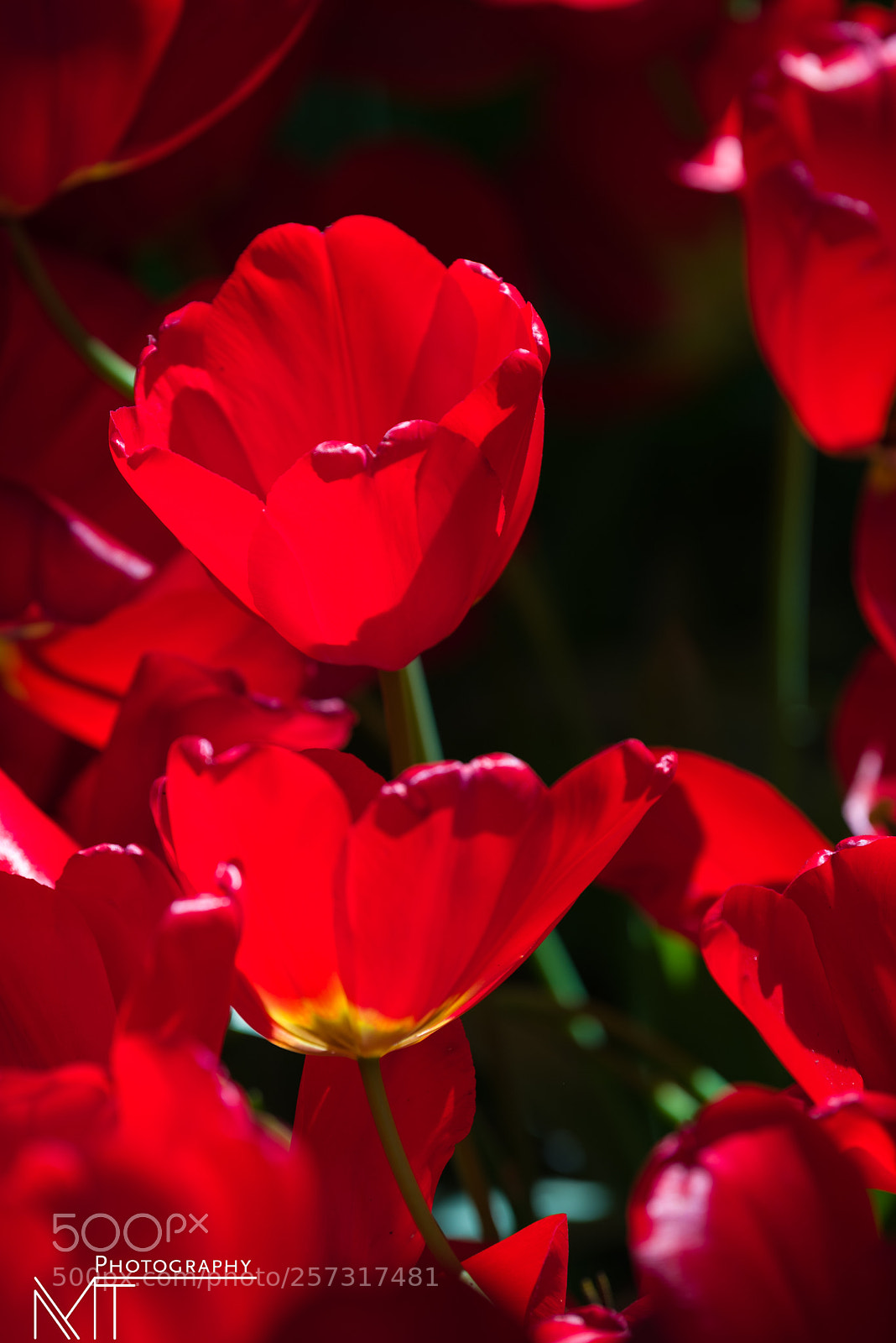 Nikon D750 sample photo. Tulips in keukenhof garden photography