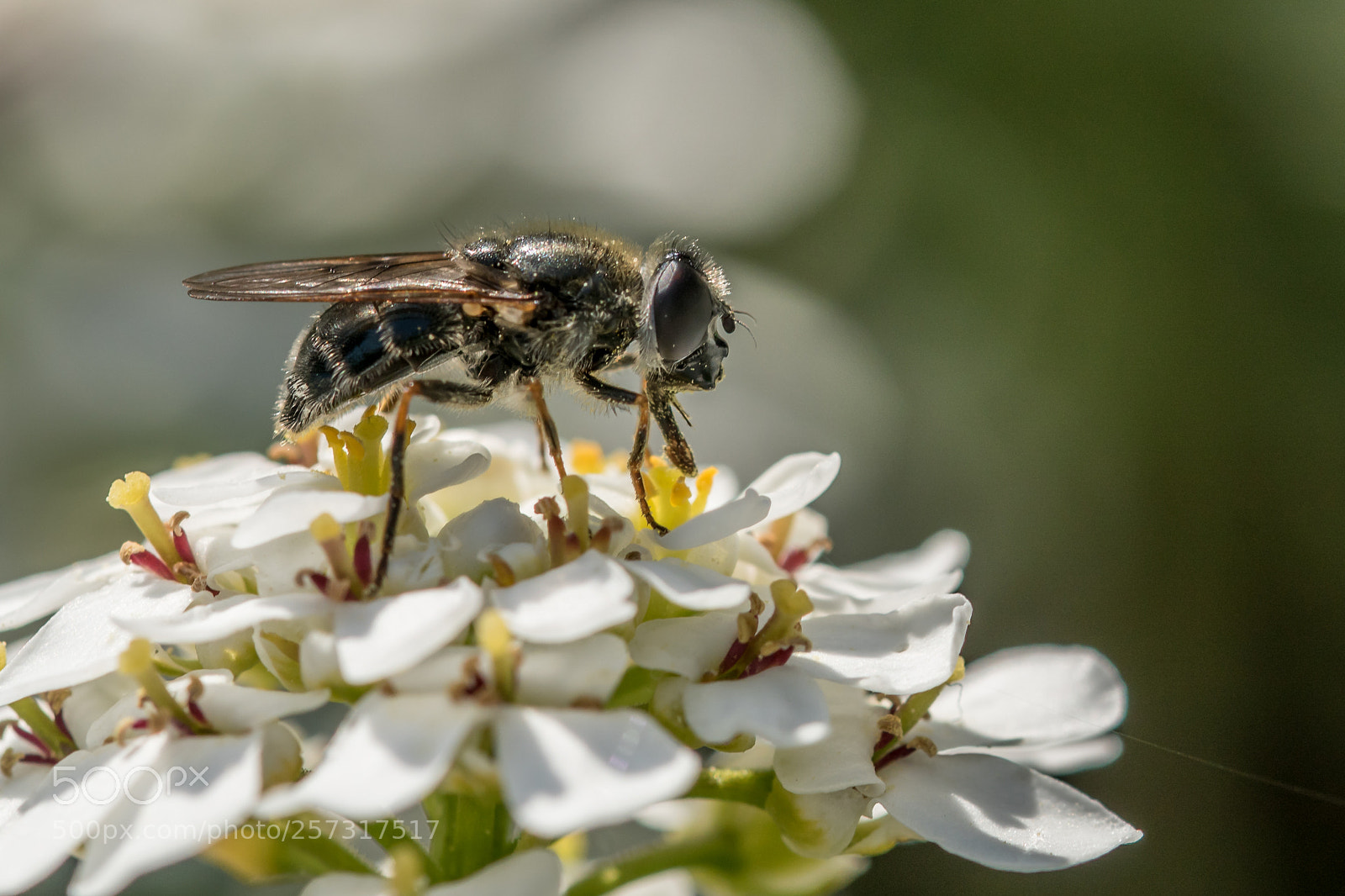 Sony ILCA-77M2 sample photo. Insect photography