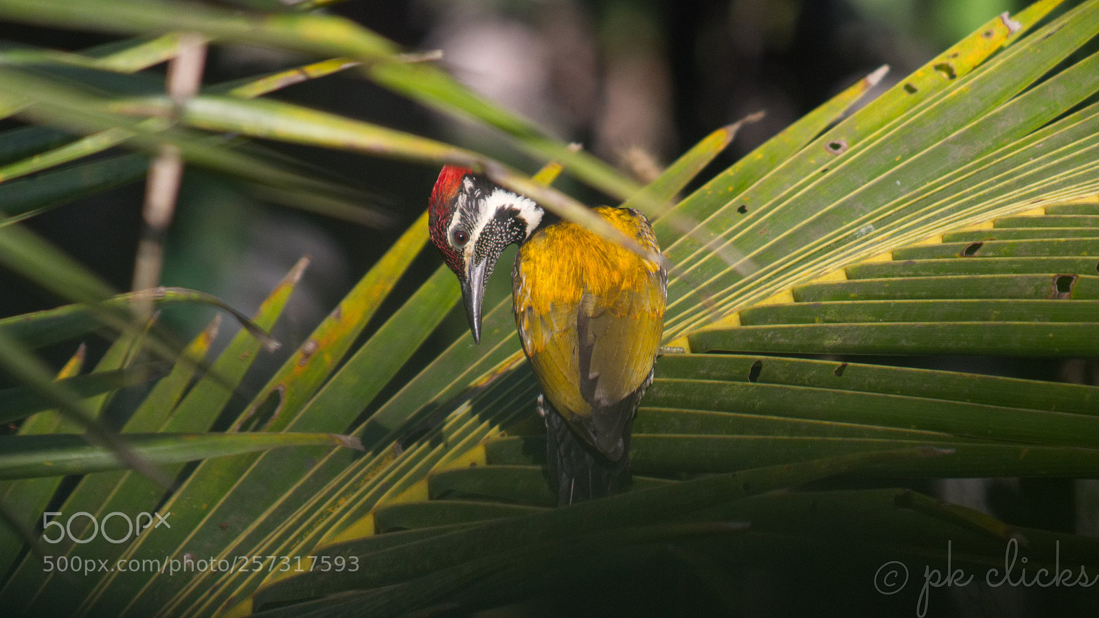 Nikon D7200 sample photo. Woodpecker photography