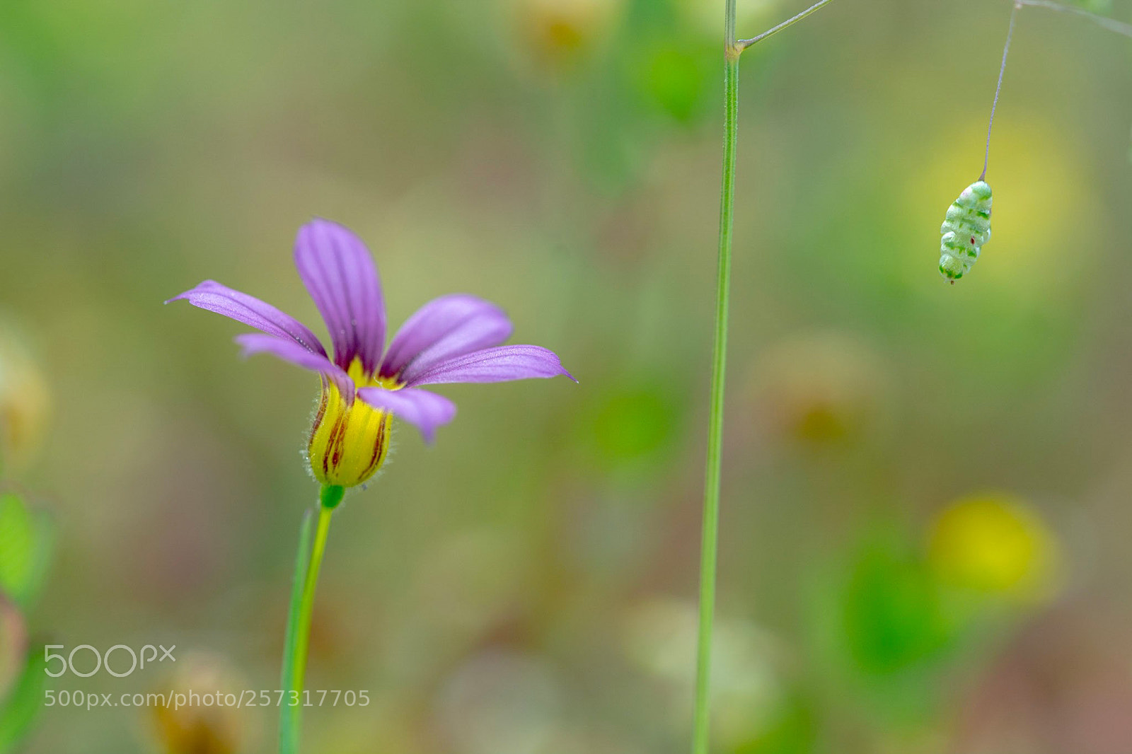 Nikon D7100 sample photo. Always together photography