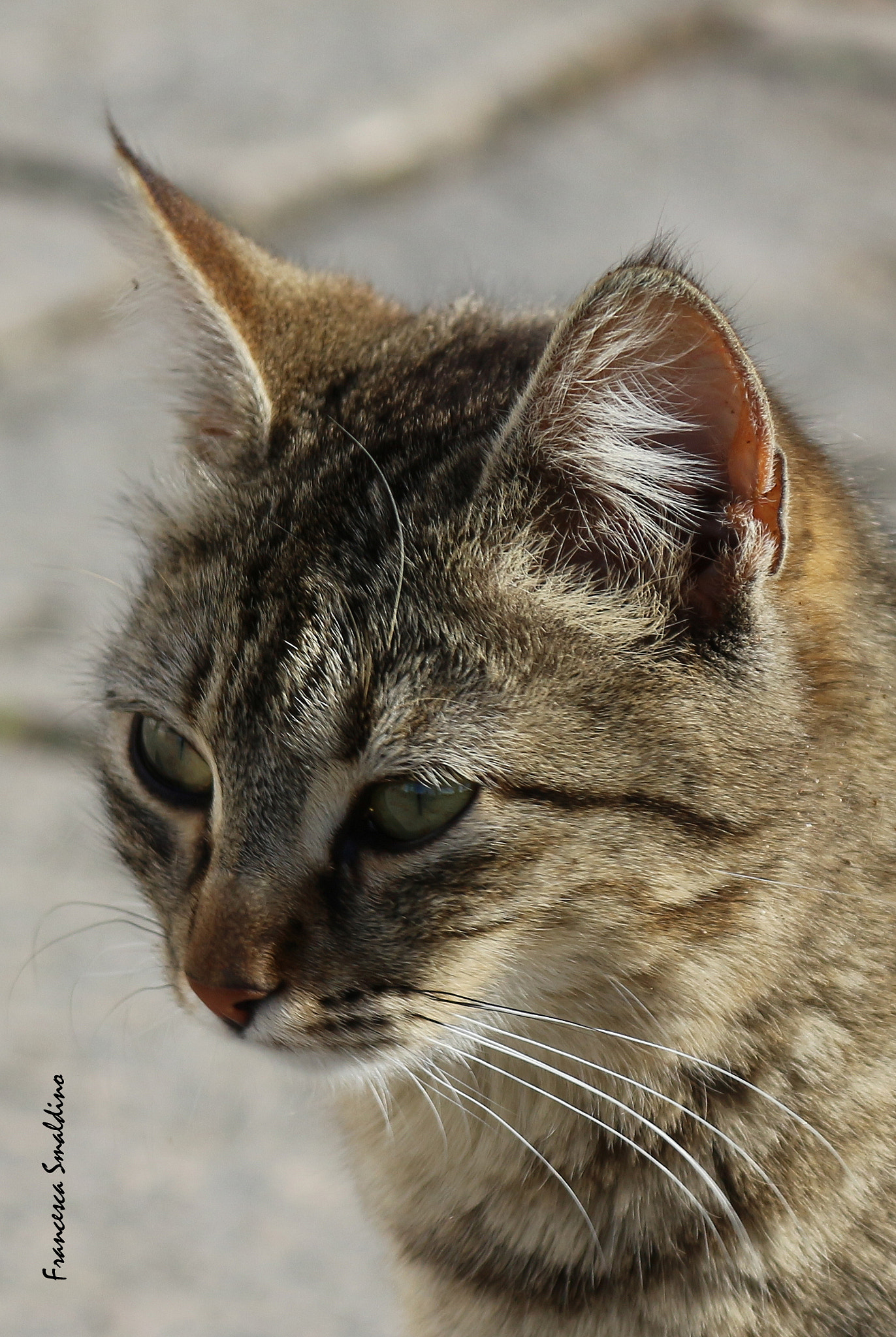 Canon EOS 100D (EOS Rebel SL1 / EOS Kiss X7) sample photo. Soriano photography