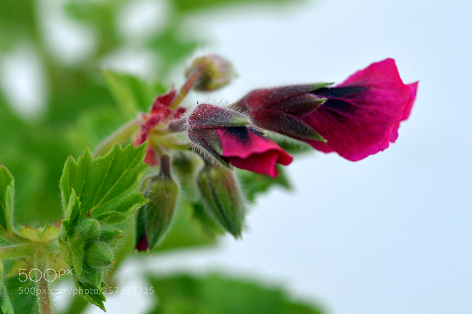 Nikon D3200 sample photo. Natural   color photography