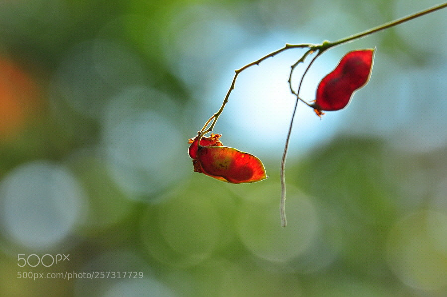 Nikon D90 sample photo. Autumn in spring photography